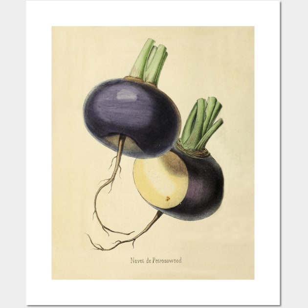 Vintage Petrosov Wood Turnip Horticultural review (1850) Wall Art by ptMaker